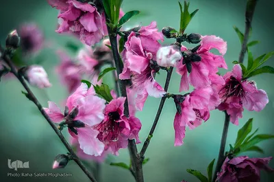 جلوه ای از زیبایی فصل بهار در بیرجند