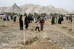 پویش سراسری درختکاری - مشهد
