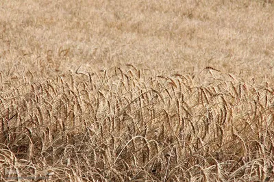 برداشت خوشه های طلایی - شهرستان اهر