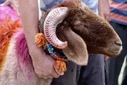 South African Muslims Urge Relaxation of Regulations on Slaughter of Animals Ahead of Eid Al-Adha