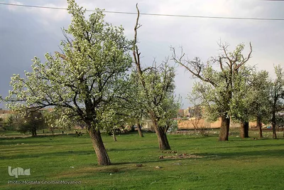 شکوفه های پیرترین درختان اهر