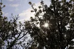 شکوفه زدن کهن ترین درختان آمرود در اهر