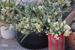 برداشت گل نرگس - خوسف