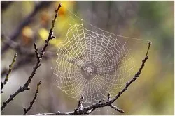 मकड़ी के घर पर निर्भर; झूठे देवताओं की पूजा के लिए एक सादृश्य