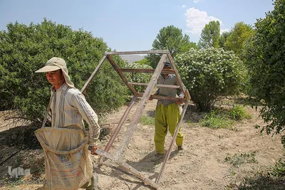 برداشت گل محمدی و گلابگیری سنتی در میمند فارس