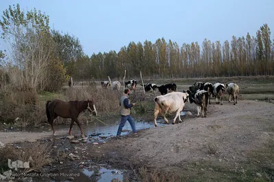 طبیعت پاییزی مناطق روستایی اهر