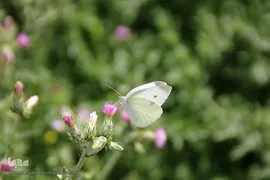 دشت شقایق های وحشی منطقه ارسباران