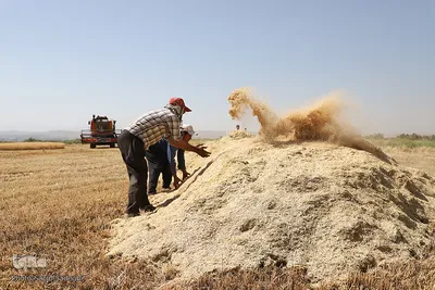 همایش بزرگ افتتاحیه جمع زکات گندم آذربایجان شرقی