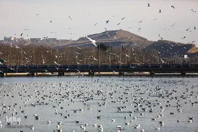 پرندگان مهاجر میزبان رودخانه خشک - شیراز