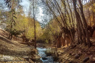 قاب طلایی پاییز در شهمیرزاد