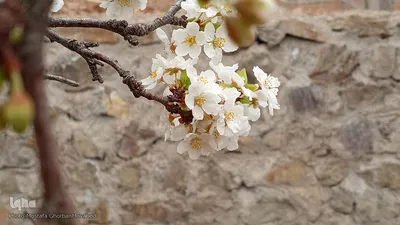 شکوفه های بهاری در اهر