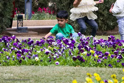 مسافران نوروزی در سعدی