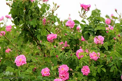 مزرعه فدک؛ موقوفه‌ای که عطر محمدی می‌گیرد