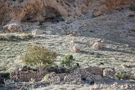 کوچ عشایر در فارس‎