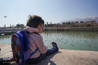 کاکایی های دریای سیبری در شیراز‎‎