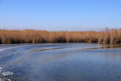 تالاب شادگان