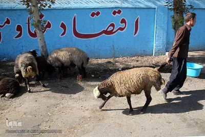 عید قربان در آسایشگاه سالمندان و معلولین  قدس