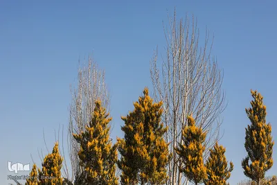 هوای بهاری تهران