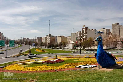 گل فرش تبریز