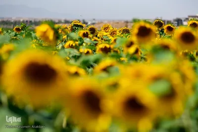 مزرعه تحقیقاتی آفتابگردان مؤسسه تات‎
