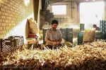 صادرات سیر؛ محصول پرخاصیت و معروف همدان
