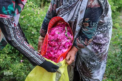 جشنواره برداشت گل محمدی عنصرود