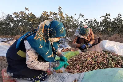 برداشت پسته در خراسان جنوبی