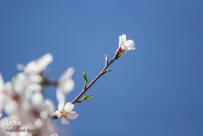 شکوفه‌های بهاری در باغستان سنتی قزوین