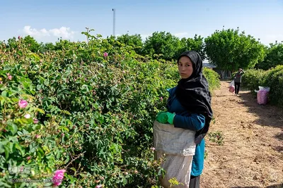 برداشت گل محمدی در البرز‎‎