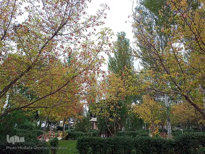 خودنمایی فصل خزان در اولین روزهای فصل پاییز