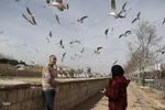 مرغان کاکایی‌؛ مهمانان زمستانی شیراز