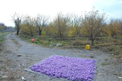 مرند قطب طلای سرخ آذربایجان شرقی