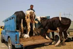 بازار گرمی گوشت قربانی در عید قربان – شهرستان اهر