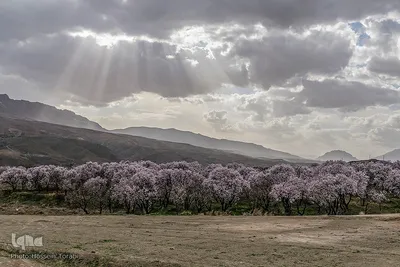 سامان شهر شکوفه‎های بهاری