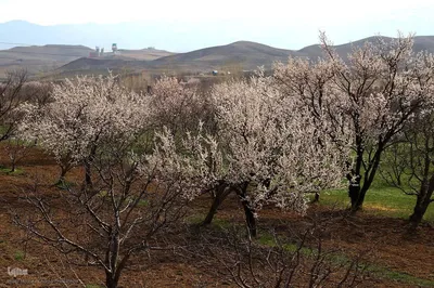 ریشه در خاک، سمبل مقاومت و ایستادگی