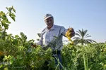 برداشت انگور در روستای غزاویه بزرگ