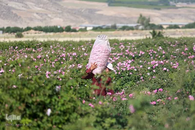 برداشت گل محمدی و گلابگیری سنتی در میمند فارس