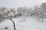 تبریز سپید پوش