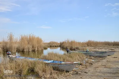 پیوند آب و آسمان در تالاب شادگان