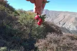 طبیعت زیبای پاییزی رشته کوه‌های جنوبی اهر