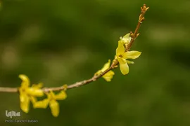 شکوفه های بهاری