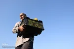 برداشت انگور در روستای غزاویه بزرگ