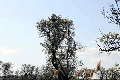 شکوفه زدن کهن ترین درختان آمرود در اهر