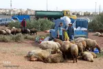 بازار خرید و فروش دام سبک و سنگین تبریز در آستانه عید سعید قربان