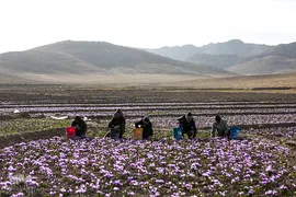 برداشت زعفران در تربت حیدریه