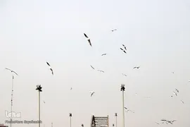 پرندگان مهاجر، مهمان اهوازی‌ها