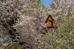 سامان شهر شکوفه‎های بهاری