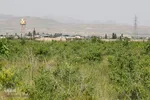 برداشت گل محمدی از مزارع هیدج