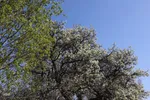 شکوفه زدن کهن ترین درختان آمرود در اهر