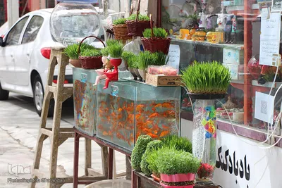 خیایان‌های شهر و بوی عید